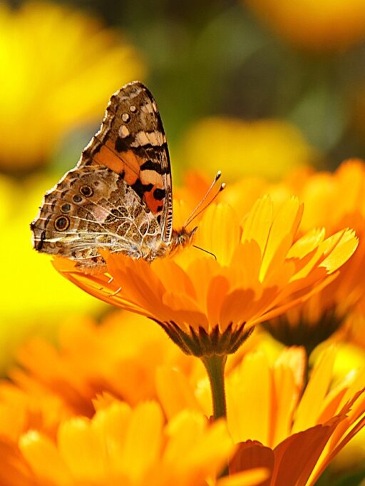 Embracing the Sun’s Bride: The Miracle of Calendula in Our Skincare Line